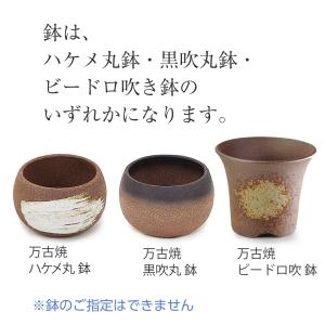 山もみじ ハケメ丸鉢 鉢 紅葉のミニ盆栽 秋 ...の詳細画像4