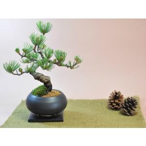 枝ぶりの良い五葉松の盆栽 丸和鉢仕立て 上品な...の詳細画像1