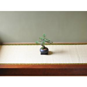 枝ぶりの良い五葉松の盆栽 丸和鉢仕立て 上品な...の詳細画像3