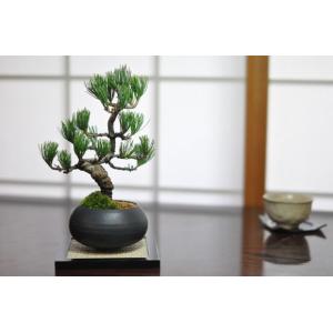 枝ぶりの良い五葉松の盆栽 丸和鉢仕立て 上品な...の詳細画像4