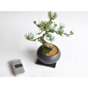 枝ぶりの良い五葉松の盆栽 丸和鉢仕立て 上品な...の詳細画像5