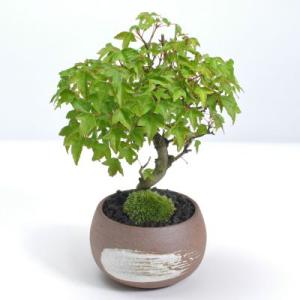 盆栽 楓の寄せ植え 太幹 楓 カエデ 紅葉 誕生日 お祝い ギフト