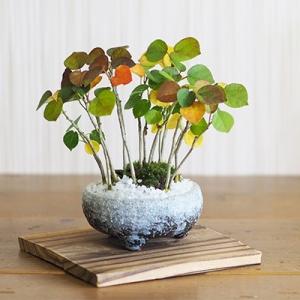 鳳凰竹の寄せ植え ミニ盆栽 : 盆栽妙 ヤフー店 - 通販 - Yahoo