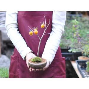 老爺柿(ロウヤガキ)のミニ盆栽の詳細画像5