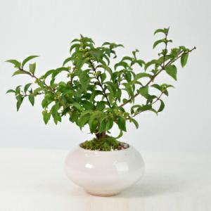 盆栽 紫式部 紫の実のなる盆栽 ミニ盆栽 実もの ボンサイ bonsai ギフト プレゼント 贈り物...