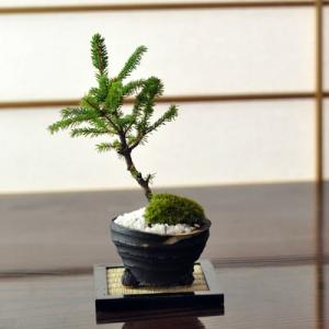 盆栽 ミニ真柏 ミニ盆栽 bonsai ぼんさい しんぱく 初心者 入門 ギフト