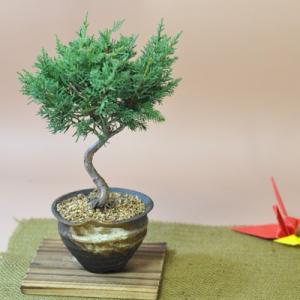 小品 真柏 松盆栽 鉢植え ミニ盆栽 ギフト 贈り物 おしゃれ モダン
