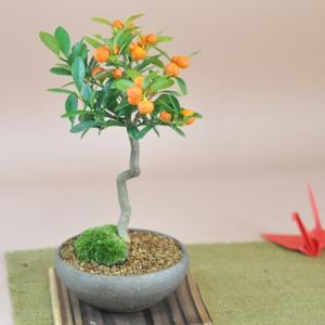 昌国 白染新型針金切 小 No,8208 : 盆栽ショップ わびさび Yahoo!店