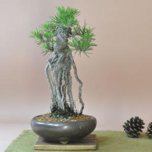 盆栽 ミニ真柏 ミニ盆栽 bonsai ぼんさい しんぱく 初心者 入門 ギフト