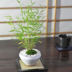 現代小鉢：平安虹泉 丸鉢 8.5cm【現】*資材 へいあんこうせん : 遊恵