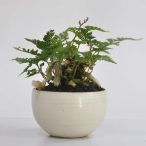 トキワシノブ トキワシノブのミニ盆栽　涼をとる真夏の草盆栽 ギフト 盆栽 開店 お祝い 退職 ラッピ...