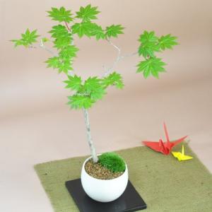盆栽 楓の寄せ植え 太幹 楓 カエデ 紅葉 誕生日 お祝い ギフト