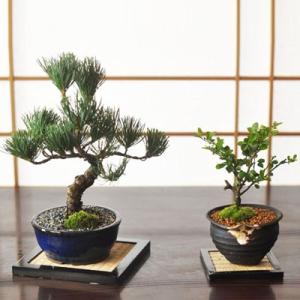 盆栽 ミニ真柏 ミニ盆栽 bonsai ぼんさい しんぱく 初心者 入門 ギフト