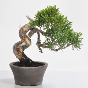 真柏の盆栽　　1点もの　No.309