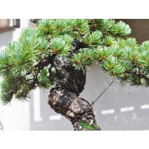 盆栽 極上 五葉松 存在感 圧倒 高級 一級品...の詳細画像4