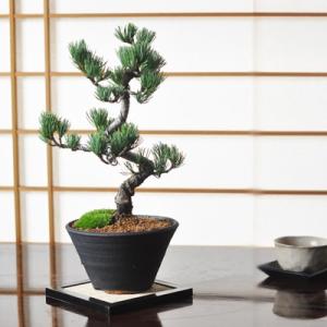 盆栽 ミニ真柏 ミニ盆栽 bonsai ぼんさい しんぱく 初心者 入門 ギフト