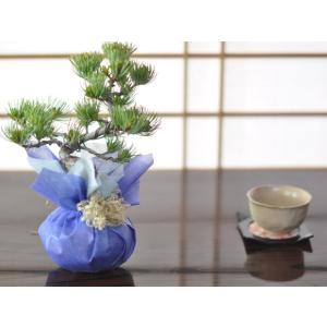 盆栽鉢 畑中兵衛 陶芸鑑賞としての楽しさ : 盆栽屋.com - 通販 - Yahoo