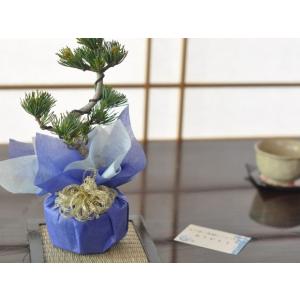 盆栽 ミニ真柏 ミニ盆栽 bonsai ぼんさい しんぱく 初心者 入門 ギフト