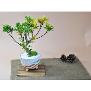 本：新版 盆栽小鉢図鑑*資材 : 遊恵盆栽 Yahoo!店 - 通販