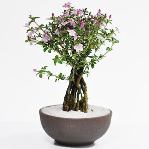 本：新版 盆栽小鉢図鑑*資材 : 遊恵盆栽 Yahoo!店 - 通販