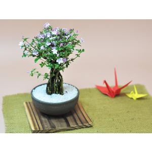 香丁木(コウチョウギ) 香丁木 盆栽 ミニ香丁...の詳細画像3