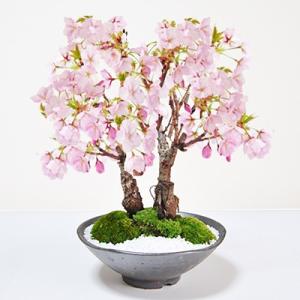 桜のミニ盆栽　満開桜２本立ち さかずきの器 鉢植え 旭山桜