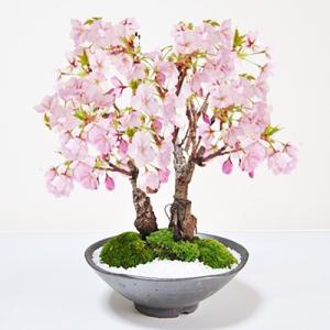 桜の盆栽　満開桜２本立ち さかずきの器 鉢植え 旭山桜