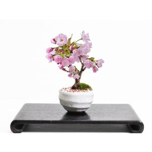 ミニ桜の盆栽 お家でお花見が楽しめる!かわいい...の詳細画像1