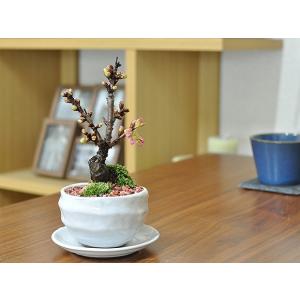 ミニ桜の盆栽 お家でお花見が楽しめる!かわいい...の詳細画像3