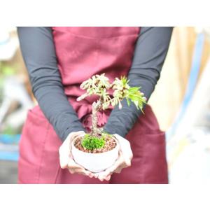 ミニ桜の盆栽 お家でお花見が楽しめる!かわいい...の詳細画像5