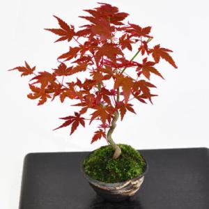 2026年3月】もみじ盆栽のおすすめ人気ランキング - Yahoo!ショッピング