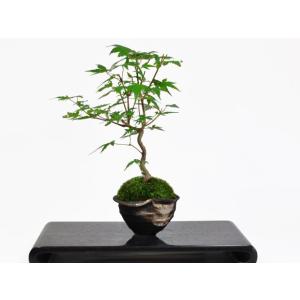 曲がりもみじの盆栽 盆栽 ミニ盆栽 鉢植の詳細画像2