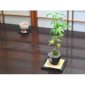 曲がりもみじの盆栽 盆栽 ミニ盆栽 鉢植の詳細画像4