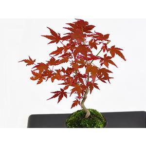 曲がりもみじの盆栽 盆栽 ミニ盆栽 鉢植の詳細画像5