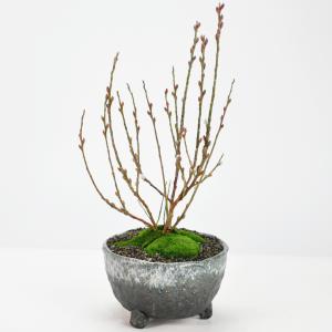 ケヤキ 寄せ植え : 盆栽ショップ わびさび Yahoo!店 - 通販 - Yahoo