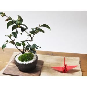 小品盆栽 極太幹ルビーさんざし(山査子) 現品*ルビーサンザシ