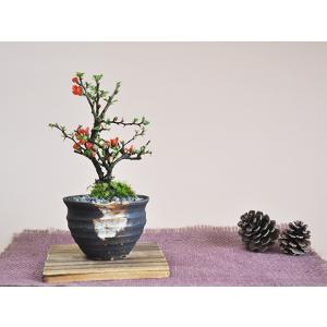 盆栽 花と松のペアセット ミニ長寿梅と五葉松の...の詳細画像2
