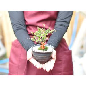 盆栽 花と松のペアセット ミニ長寿梅と五葉松の...の詳細画像3