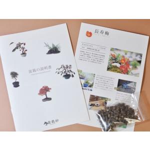 盆栽 花と松のペアセット ミニ長寿梅と五葉松の...の詳細画像4