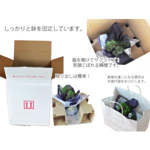 盆栽 花と松のペアセット ミニ長寿梅と五葉松の...の詳細画像5