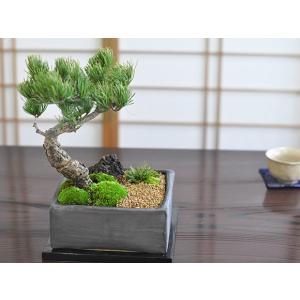盆栽 ミニ真柏 ミニ盆栽 bonsai ぼんさい しんぱく 初心者 入門 ギフト