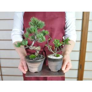 母の日 花盆栽 盆栽 ペアギフト 父母 花 松...の詳細画像4