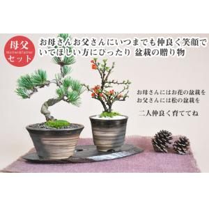 母の日 花盆栽 盆栽 ペアギフト 父母 花 松...の詳細画像1