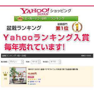母の日 花盆栽 盆栽 ペアギフト 父母 花 松...の詳細画像5