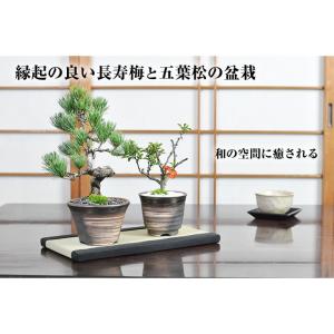 母の日 花盆栽 盆栽 ペアギフト 父母 花 松...の詳細画像2