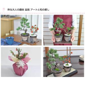 母の日 花盆栽 盆栽 ペアギフト 父母 花 松...の詳細画像3