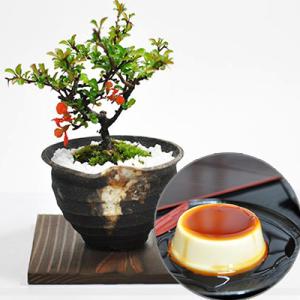 白花長寿梅とはじめて道具セット 白い花を咲かせる縁起の良いお花盆栽