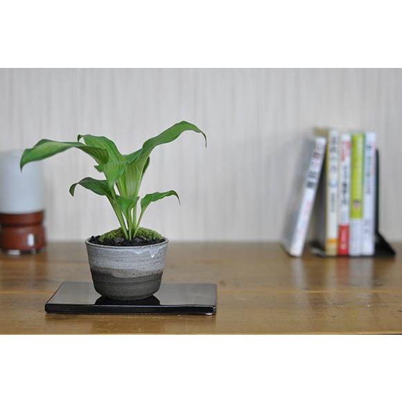 盆栽 春光錦 ミニ盆栽 ミニ しゅんこうにしき 春光錦 草ギフト 敬老の日