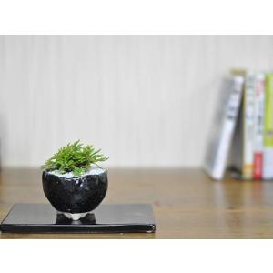 盆栽 イワヒバ 岩檜葉 ミニ盆栽 ミニ いわひ...の詳細画像1