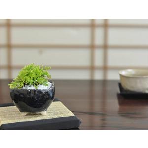 盆栽 イワヒバ 岩檜葉 ミニ盆栽 ミニ いわひ...の詳細画像2